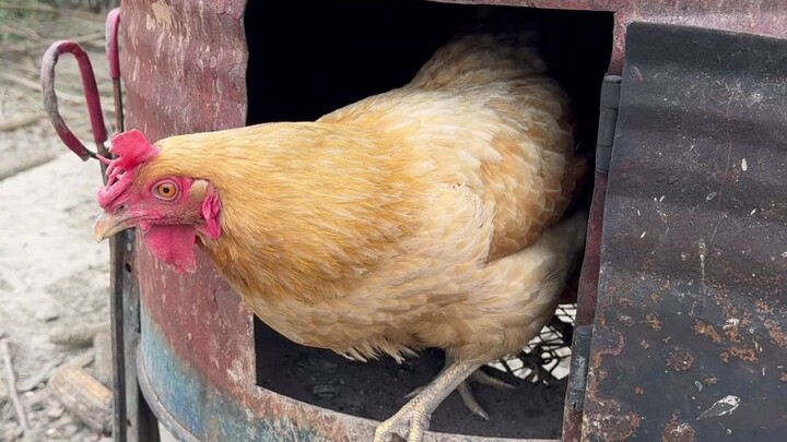 แม่ไก่ของหม้อต้มน้ำร้อนออกไข่อีกแล้วอีกแล้ว!