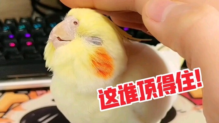 I stopped suddenly while stroking the bird to see who could not bear it first. I was too uncomfortab