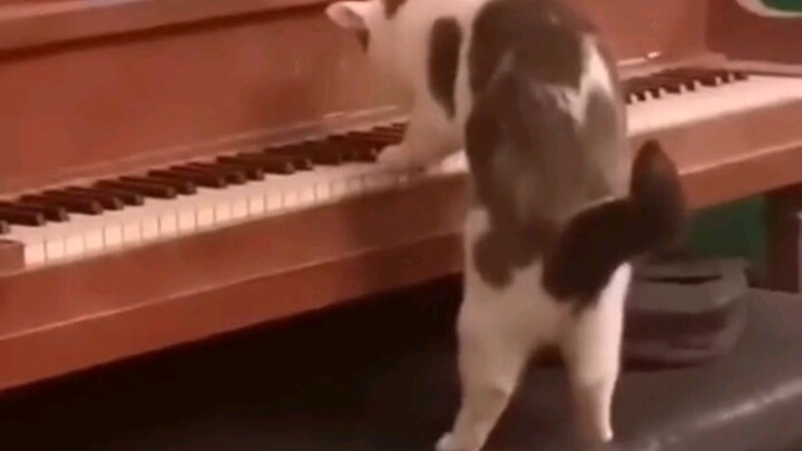 Kitten Playing the Piano