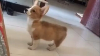 "Có thể thấy được trong đó có chút máu chó quân đội."