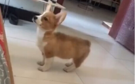 "It can be seen that it has some military dog blood."