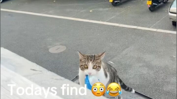 น้องแมวใจเจ็บแทนคุณ ทุกวันจะออกไป “ล่าเหยื่อ” เพื่อหาอาหารเลี้ยงคุณเลย!