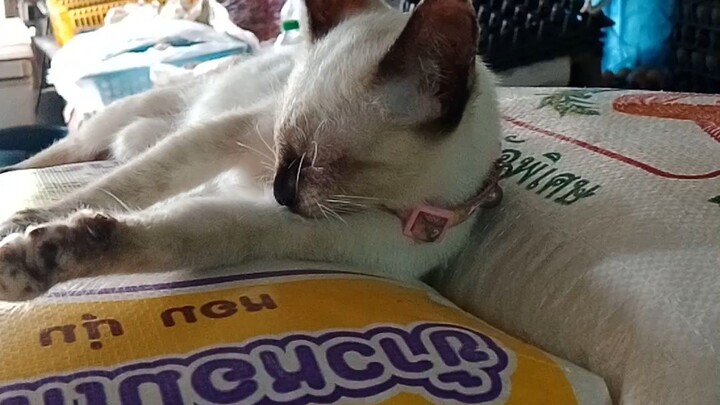 น้องโซดา