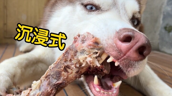 Husky: Lihat, aku punya tulang untuk dimakan!