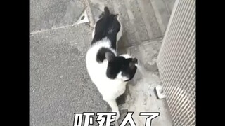 Động vật không đối xứng