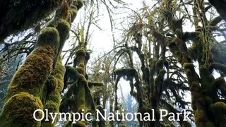 Olympic National Park, Washington State, USA.