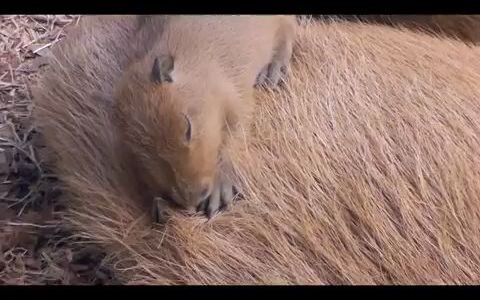 The mini piglet is fast asleep on its mom’s back when suddenly…