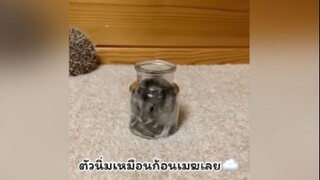 ทั้งอ้วนทั้งนิ่มน่ากอดสุดๆ