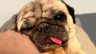 Derpy Pug สุดน่ารัก วิดีโอสัตว์เลี้ยงตลก