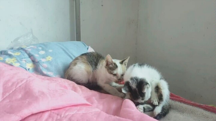 แมวสองตัวนี้ช่างซนเหลือเกิน!