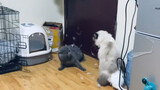 Binatang|Kucing Biru Rusia dan Bulu Pendek Britania Berkelahi