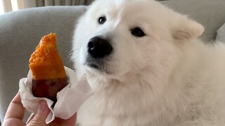 [Cún cưng] Cún Samoyed không thích ăn cơm, chỉ thích ăn khoai lang