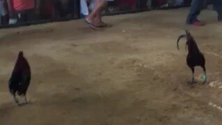 😳🤣🐓astig👏