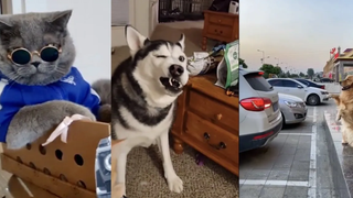 Funniest Dogs and Cats Videos Compilation - รวมคลิปตลกๆของหมาและแมว 3