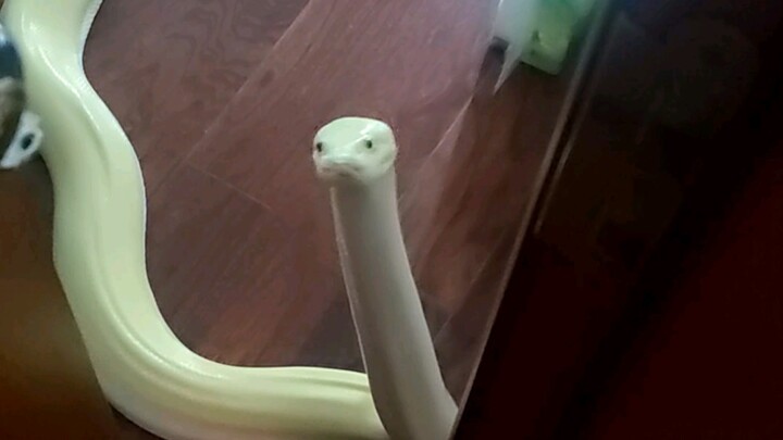 [Yuki] Welcoming Pine