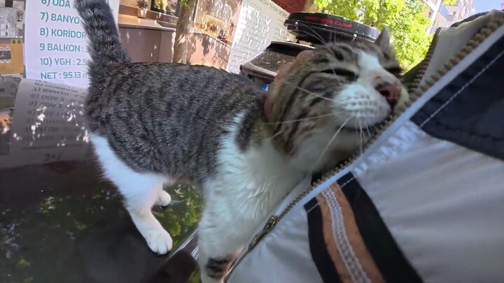 Sweet Stray Cat Loves Gentle Head Scratches and Warm Hugs! 🐱❤️ #cat #catplaying