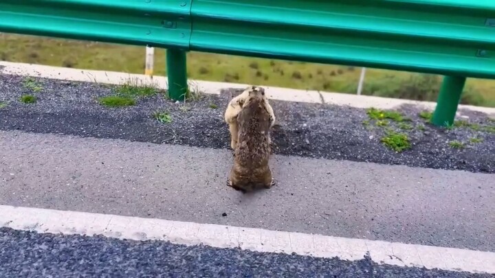 ตัวมูสขี้เล่นบนท้องถนน