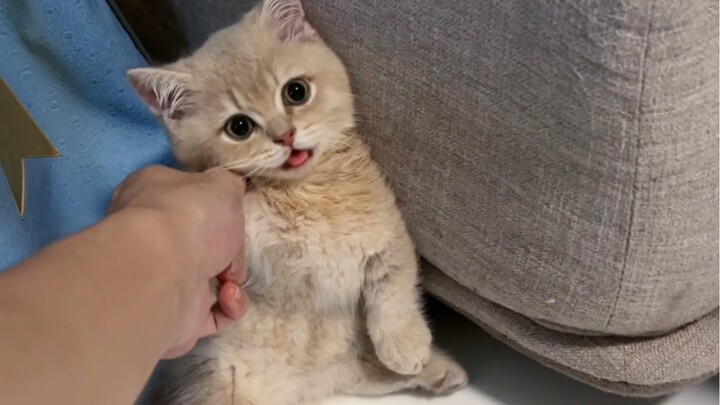 Jangan bikin drama gini, panas-panas begini kamu pakai bulu-bulu, nggak gerah?