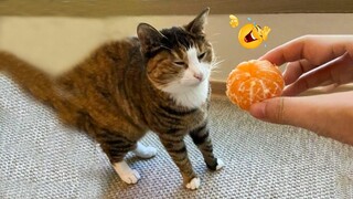 😂 LAUGH Non-Stop With These Funny Cats 😹 - Funniest Cats Expression Video 😇 - Funny Cats Life