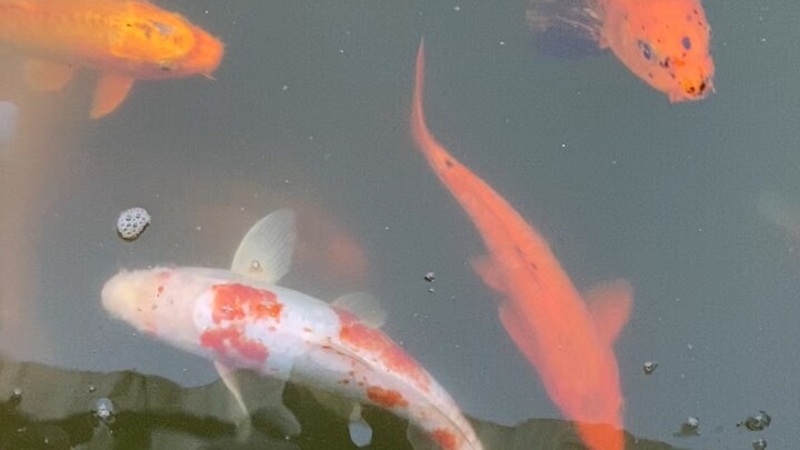 Aquarium Fish