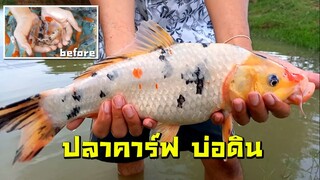 ปลาคาร์ฟขึ้นจากบ่อดิน15 มิ.ย. Koi fish in a natural pond before - after l คุณพ่อคราฟ