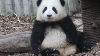 [Panda Hehua] ออกกำลังกายไปด้วยให้นักท่องเที่ยวถ่ายรูปไปด้วย