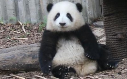 [Panda Hehua] ออกกำลังกายไปด้วยให้นักท่องเที่ยวถ่ายรูปไปด้วย