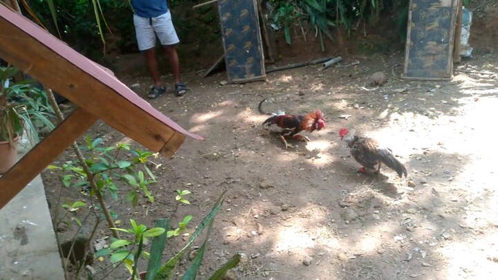 David Vs Goliath 6 mos. Old 1x binabae Win✓