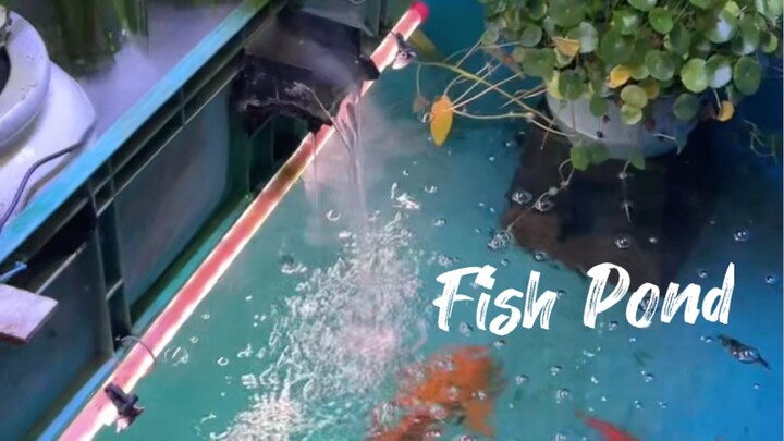 Fish Pond