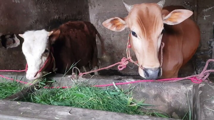 Kasih Makan Sapi peliharaan