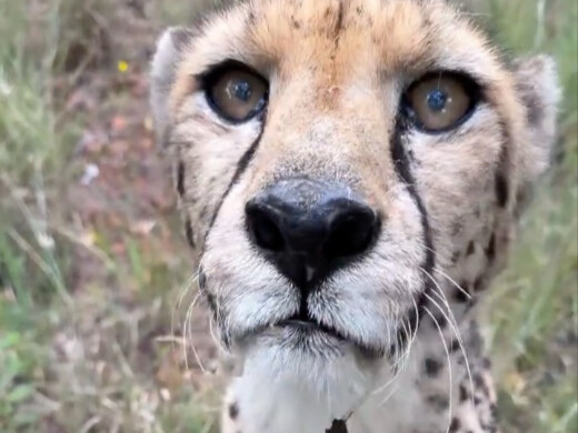 Báo cheetah: Nhanh cho tôi ăn đi
