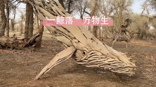 一鲸落 万物生！