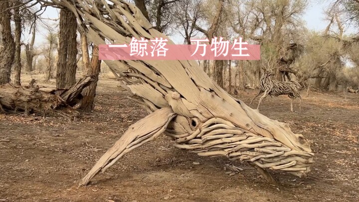 一鲸落 万物生！