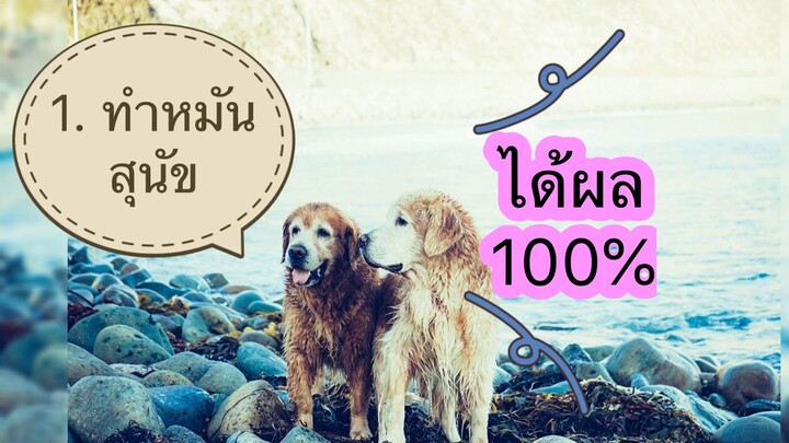 ไม่อยากให้หมาท้อง!! สุนัขผสมพันธ์โดยไม่ตั้งใจ แต่ไม่อยากให้ท้อง ต้องทำอย่างไร by Thai Pet Academy