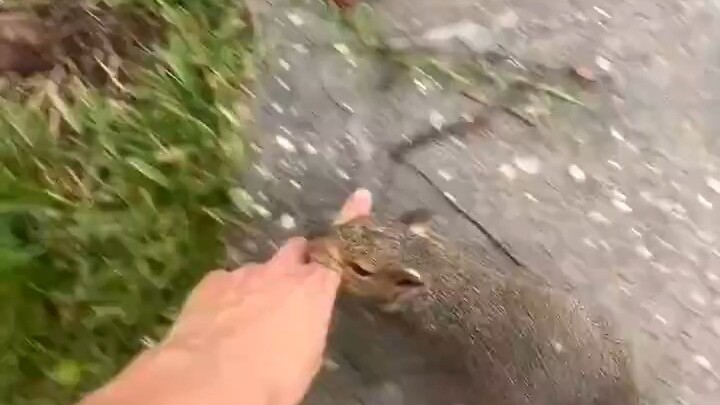 ماذا يريد السنجاب أن يصطحب صديقته المقربة لرؤيته؟