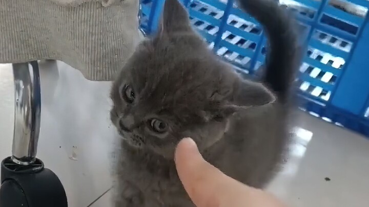 Kitten: A true gentleman settles his scores right on the spot!
