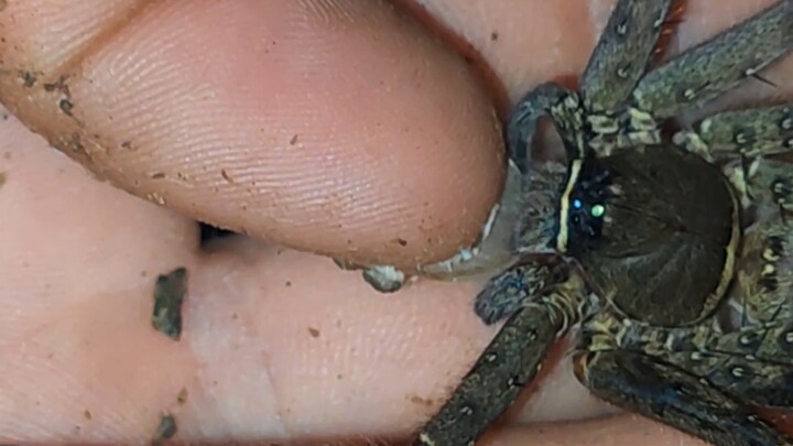 Completely eliminate your fear of spiders and train spiders to let you rub them at will