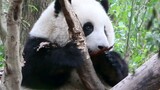 [Pandas] He Hua Has A Fairy Wand, Being More Beautiful!