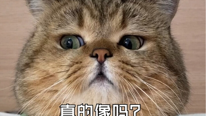มันคล้ายกันจริงๆเหรอ?