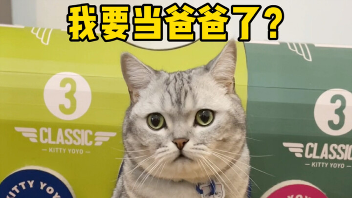 Bagaimana cara membuat seekor kucing percaya bahwa telur bebek itu diletakkannya sendiri, dan secara