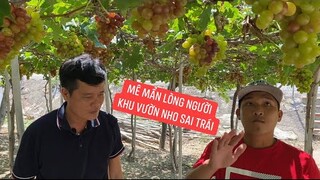 Cả đoàn Khương Dừa lạc vào vườn nho trĩu quả ở Phan Rang lần đầu được tự tay hái ăn tại vườn