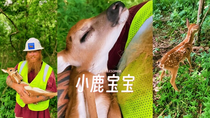 Aku juga pengin bayi rusa kecil tidur di pelukanku 😭