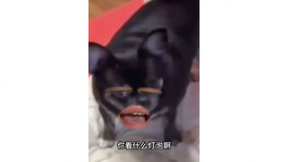 小猫儿吃屁