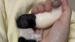 The second day of artificial breeding of a newborn puppy found on the roadside