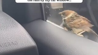 He rescued a wet little sparrow on a rainy day, and ended up bringing his entire family along.