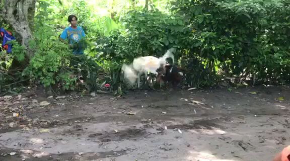 camiguin island JFCV