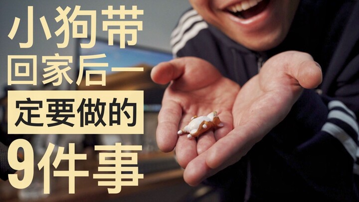 9 việc nhất định phải làm khi mang cún con về nhà