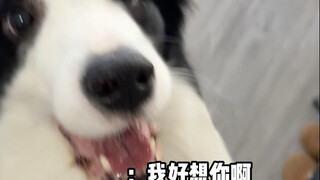 The Difference Between Dog Owners and Cat Owners