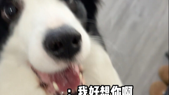 养狗人VS养猫人的区别