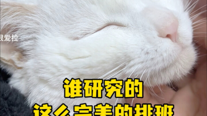 Who came up with such a flawless shift schedule?